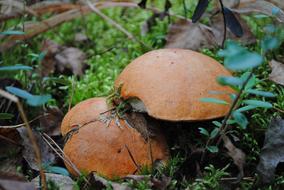 Mushrooms Forest Nature