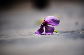 Wildflower Fallen macro blur