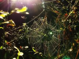 Spider Web Forest Nature