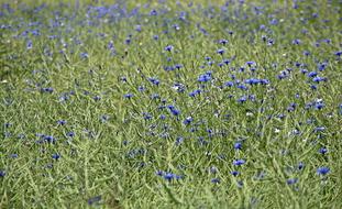 Cornflowers Field Agriculture landscape