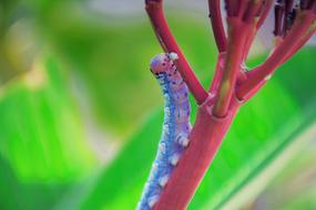 blue caterpillar on red stem, macro