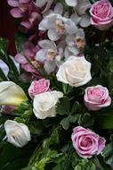 beautiful Flowers, orchids and Roses