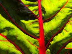 chard leaf with red veins, macro