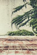 Concrete Ivy Metal