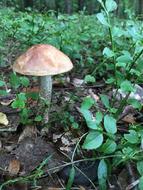 orange-cap boletus, edible mushroom on forest floor