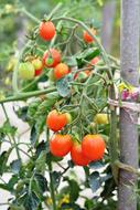 Cherry Tomatoes ripening in garden