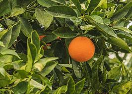 orange Fruit on tree, Greece, Crete