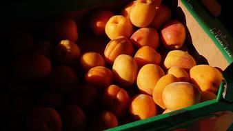 ripe fresh Apricots in box