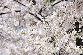 Cherry tree Flowers, Spring background