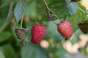 Raspberry Red Nature