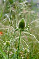 Wild teasel, dipsacus among grass