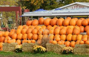 Pumpkins Patch Gourd