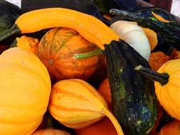 pile of colorful various shaped Pumpkins