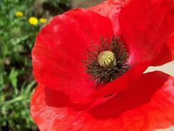 Poppy Floral Plant