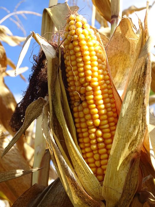 Corn On The Cob Vegetables