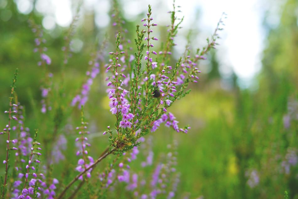 Heather Heide Plant Close up