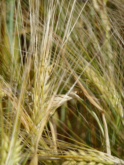 Grain Wheat Harvest macro view