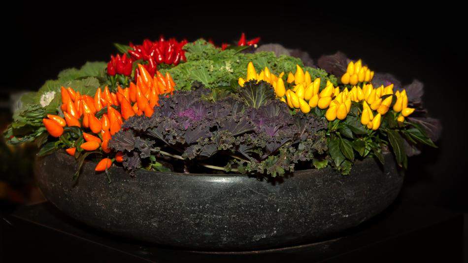 Shell Vegetables Ornamental