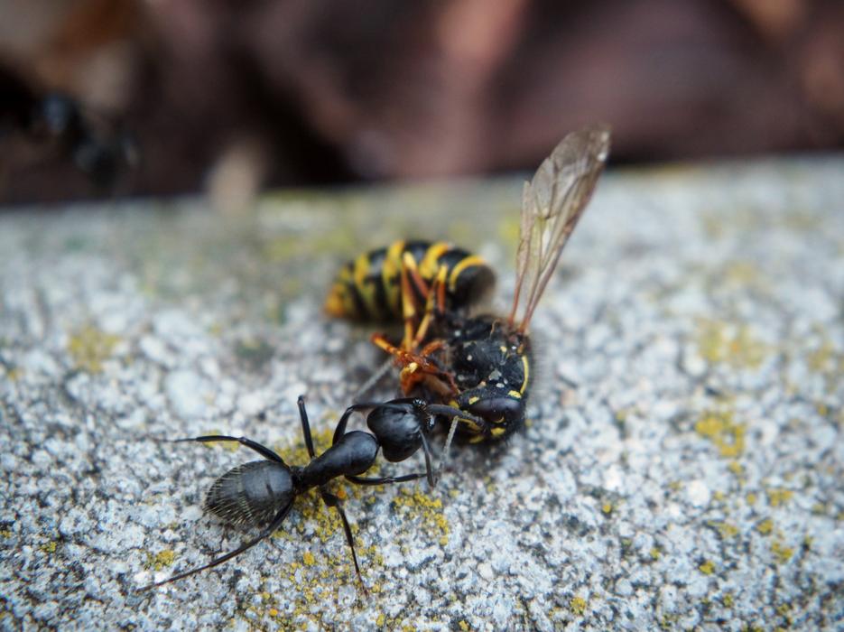 Ant Wasp Insect