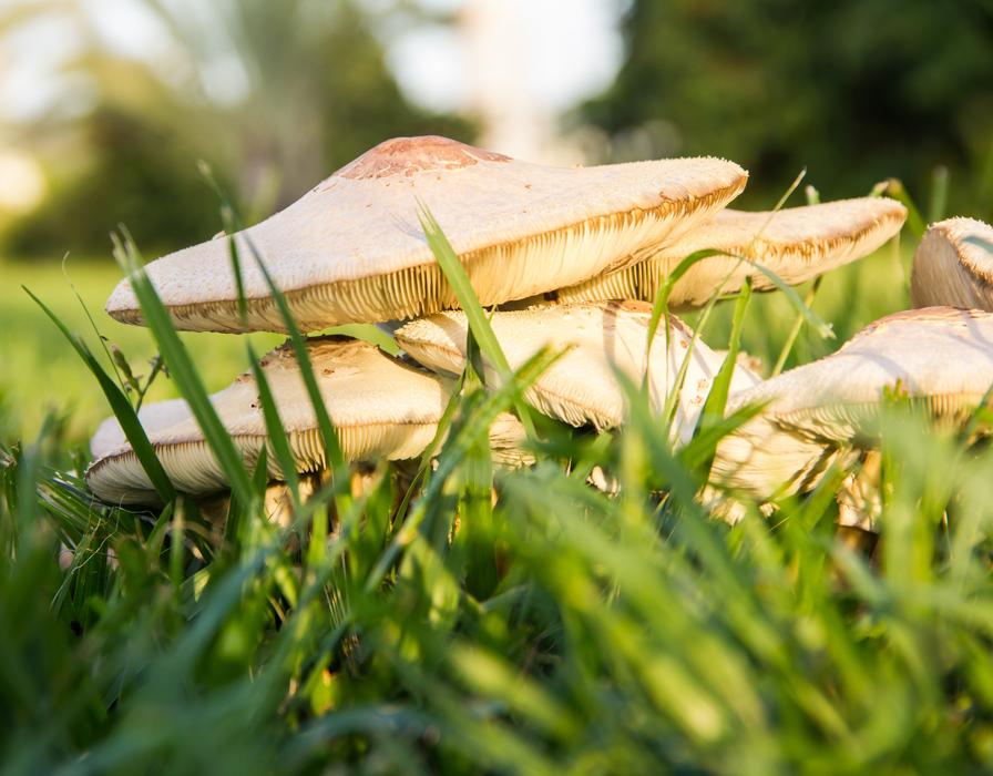 Nature Lawn Wood