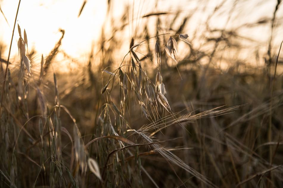 Barley Farm Nature