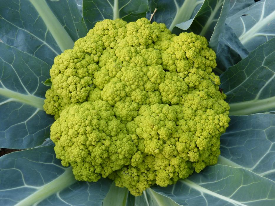 Broquil Vegetable Green