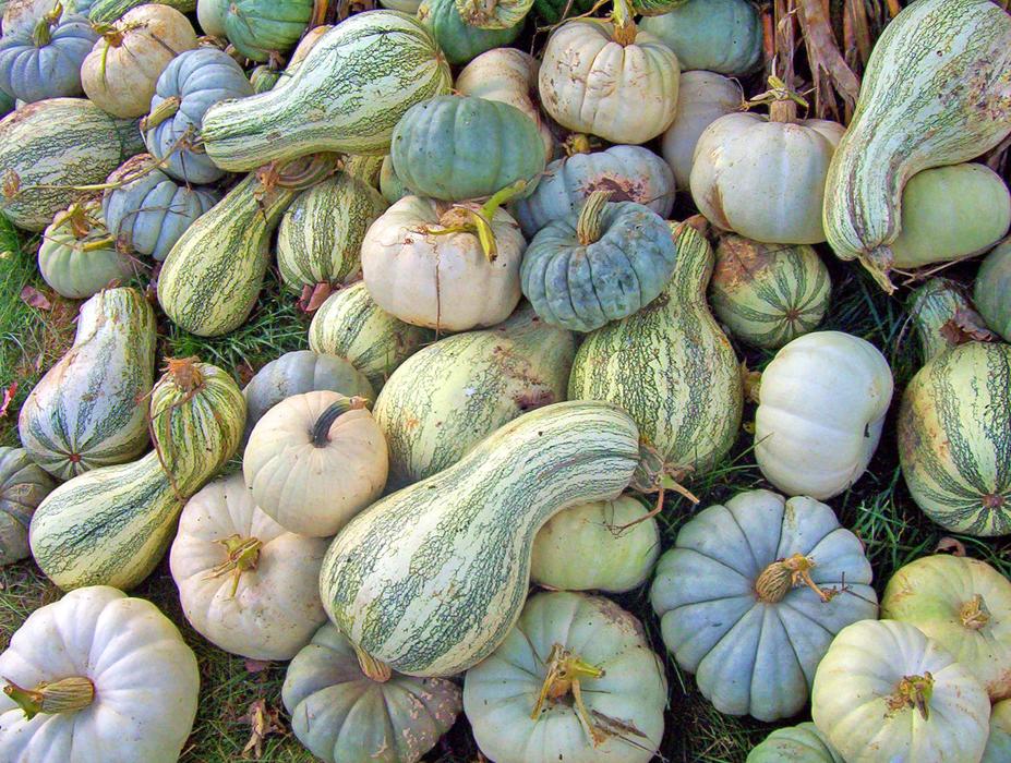 Harvest prepared for sale
