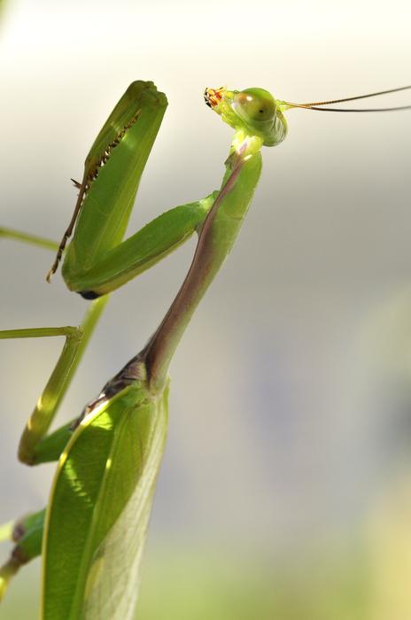 Prying Mantis Insect at Nature