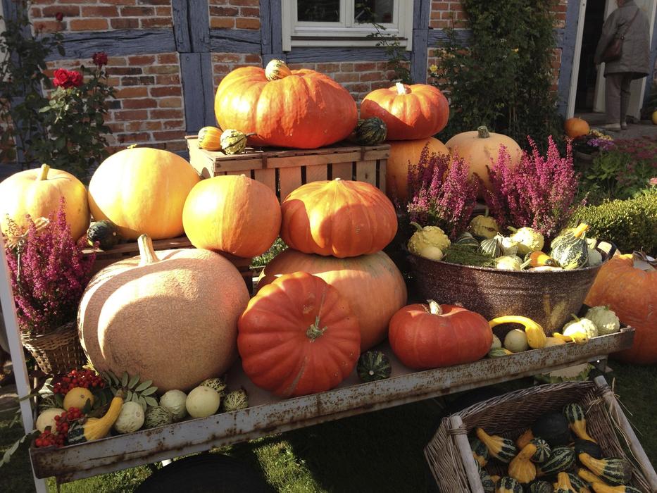 Pumpkin Halloween Festival