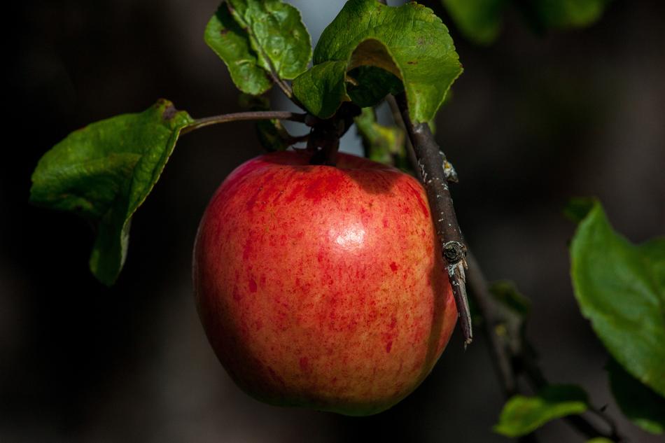 uicy apple on branch