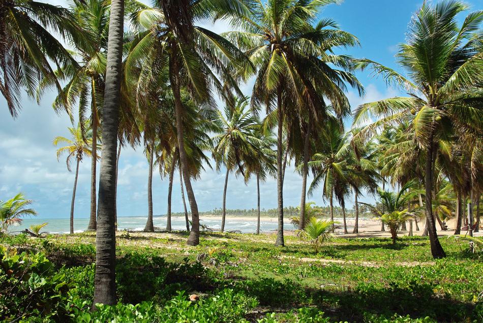 Brazilwood Costa-Do-SauÃ­pe Shore landscape