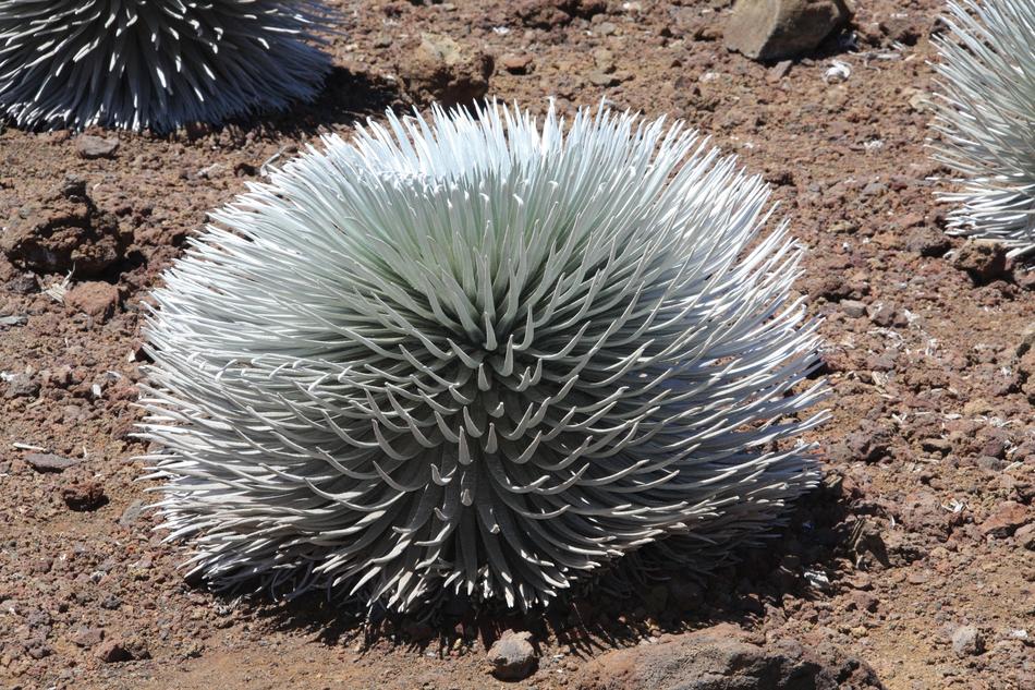 Haleakala Bush Plants