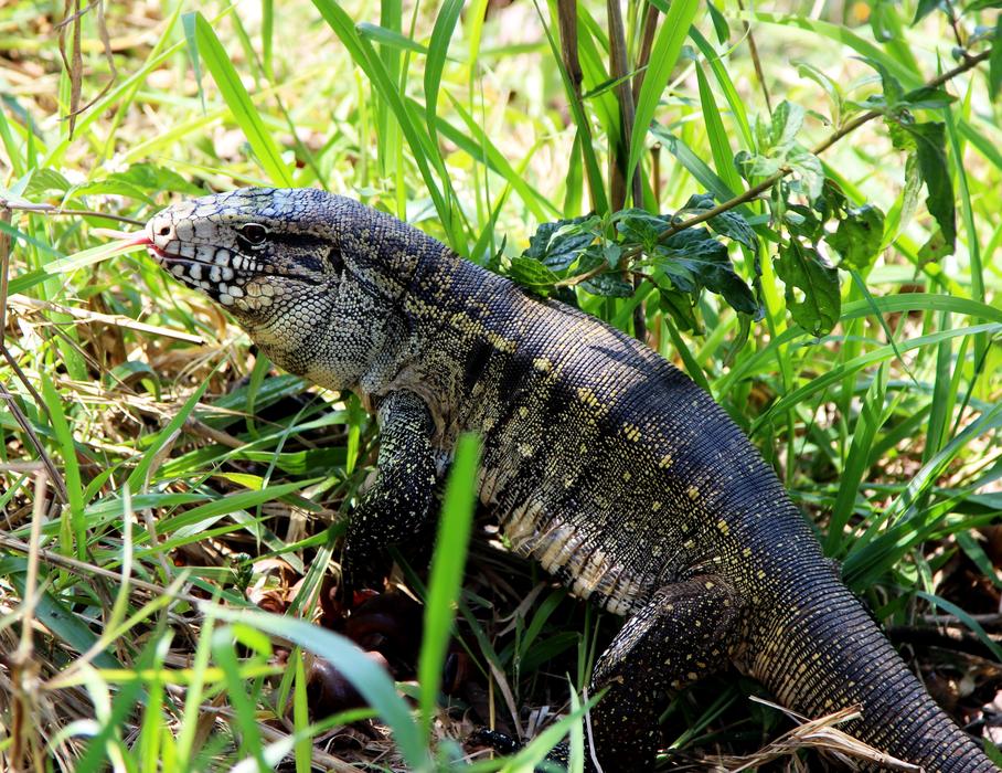 Gold Tegu Lizard Brazilian