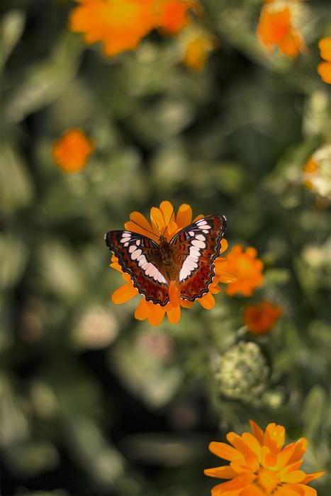 Butterfly Insect Wings in garden