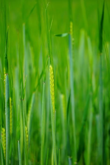 Wheat Field Seed