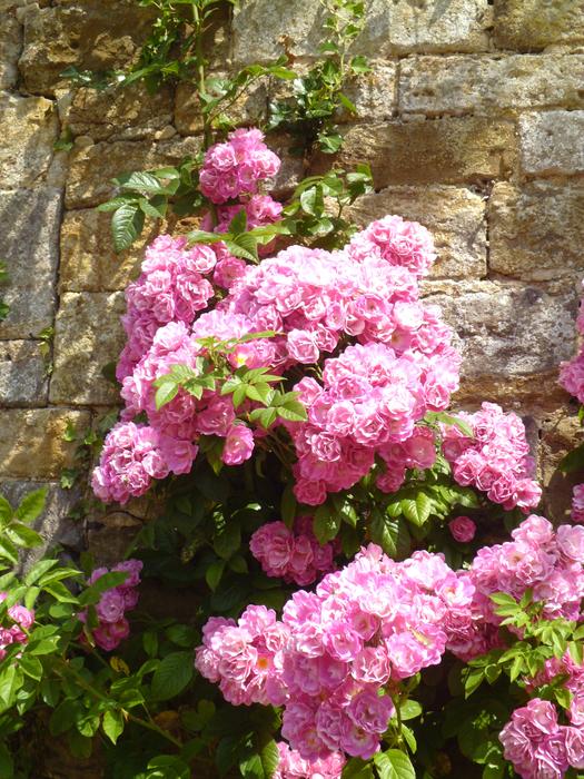 bright flowers by the wall