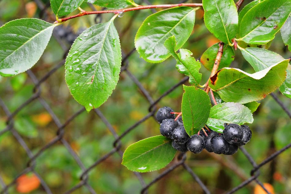 Aronia Aron Fruit After The