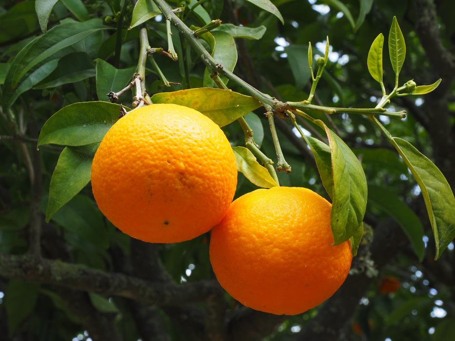 Orange Fruit Tree Citrus