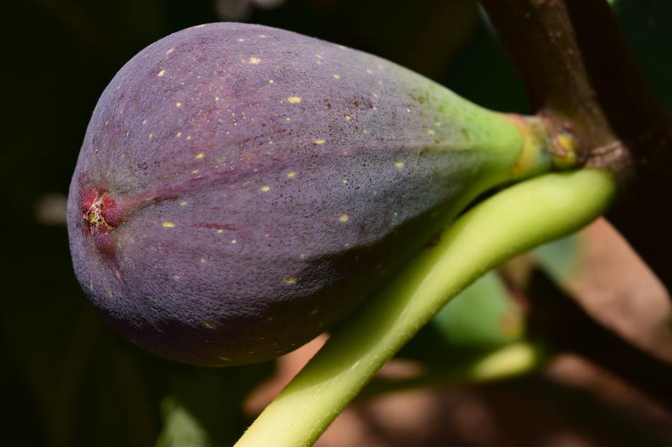 purple big fruit