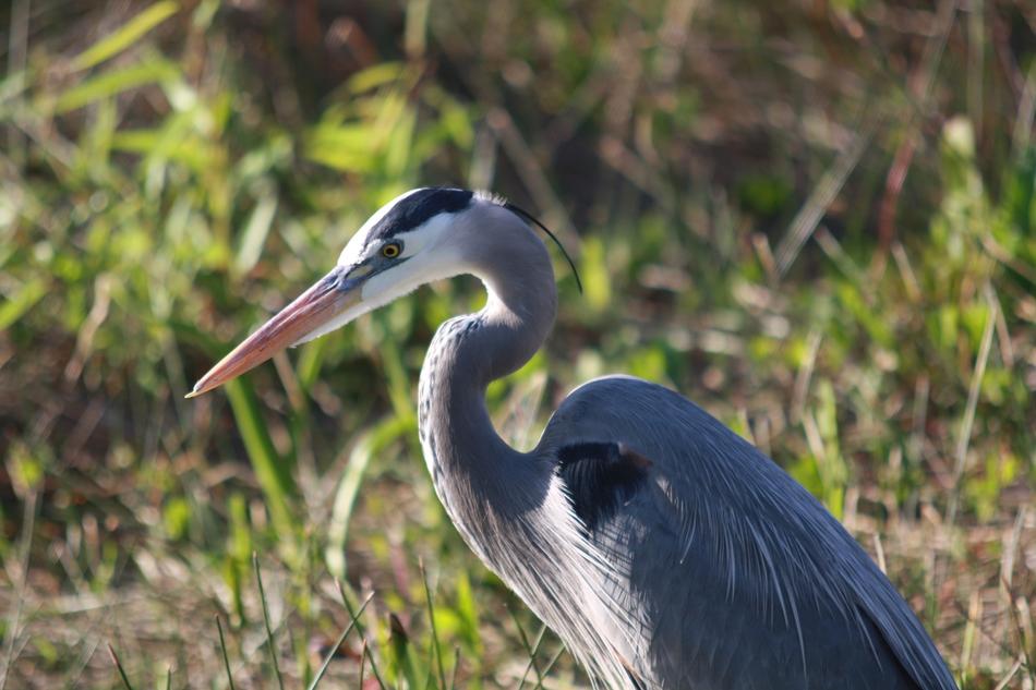 ild bird in the wild