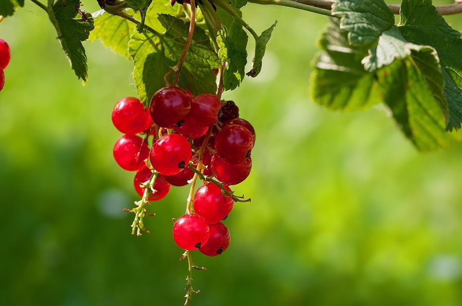 Red berries dangling in the garden