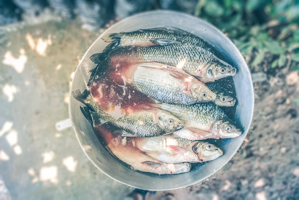 Blood Bucket Fish