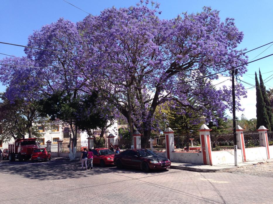 purple tree near the house