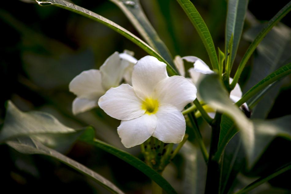 White Flower Ornamental in garden