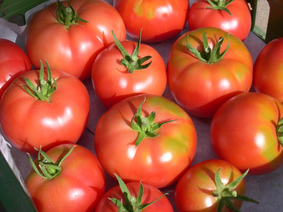 Berner Rosen Tomatoes Tomato Seeds