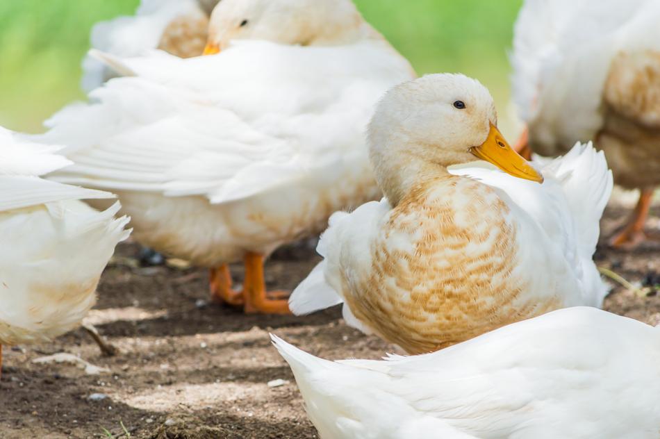 White ducks rest in the shade