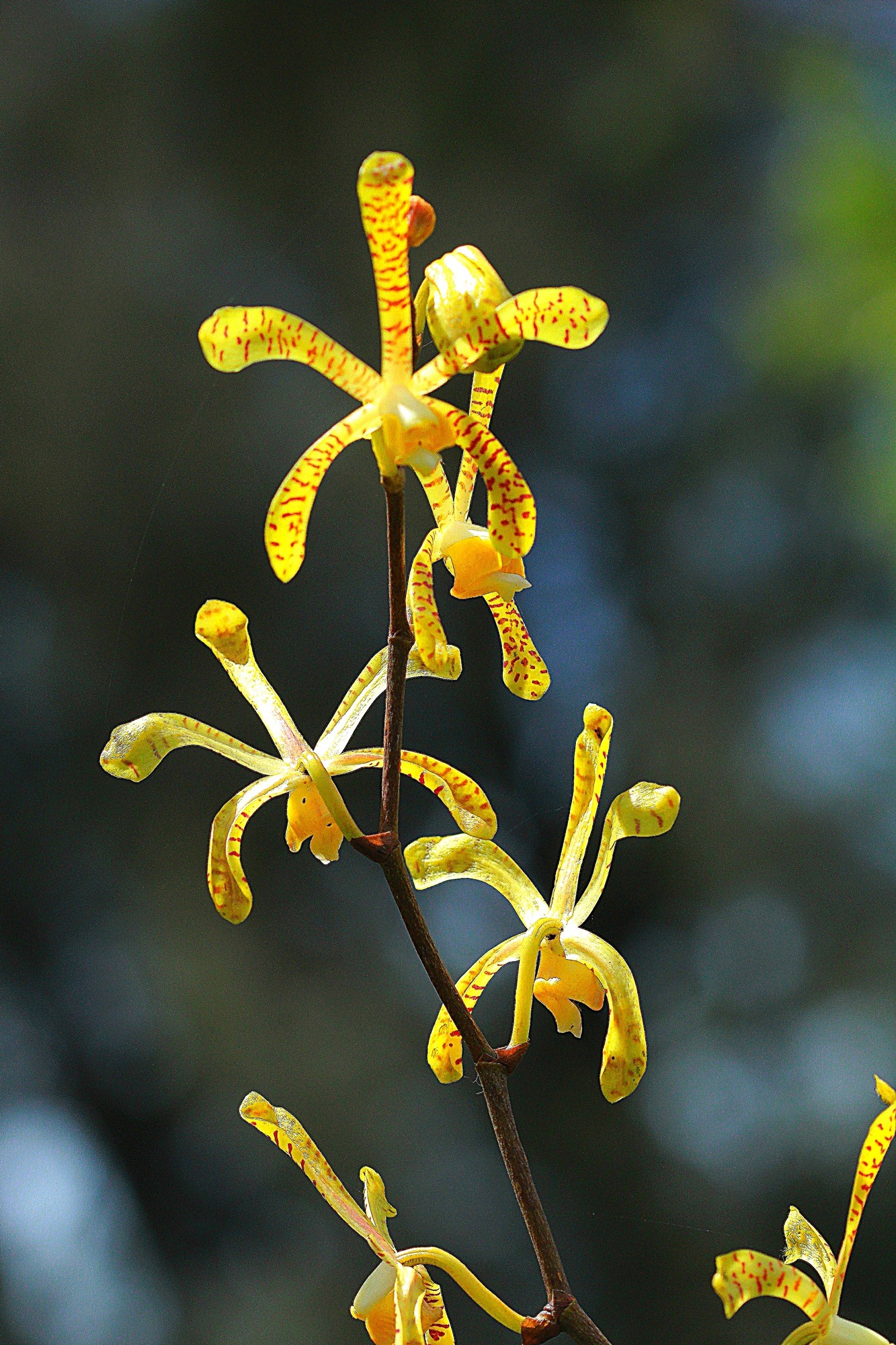Fragrant orchid free image download