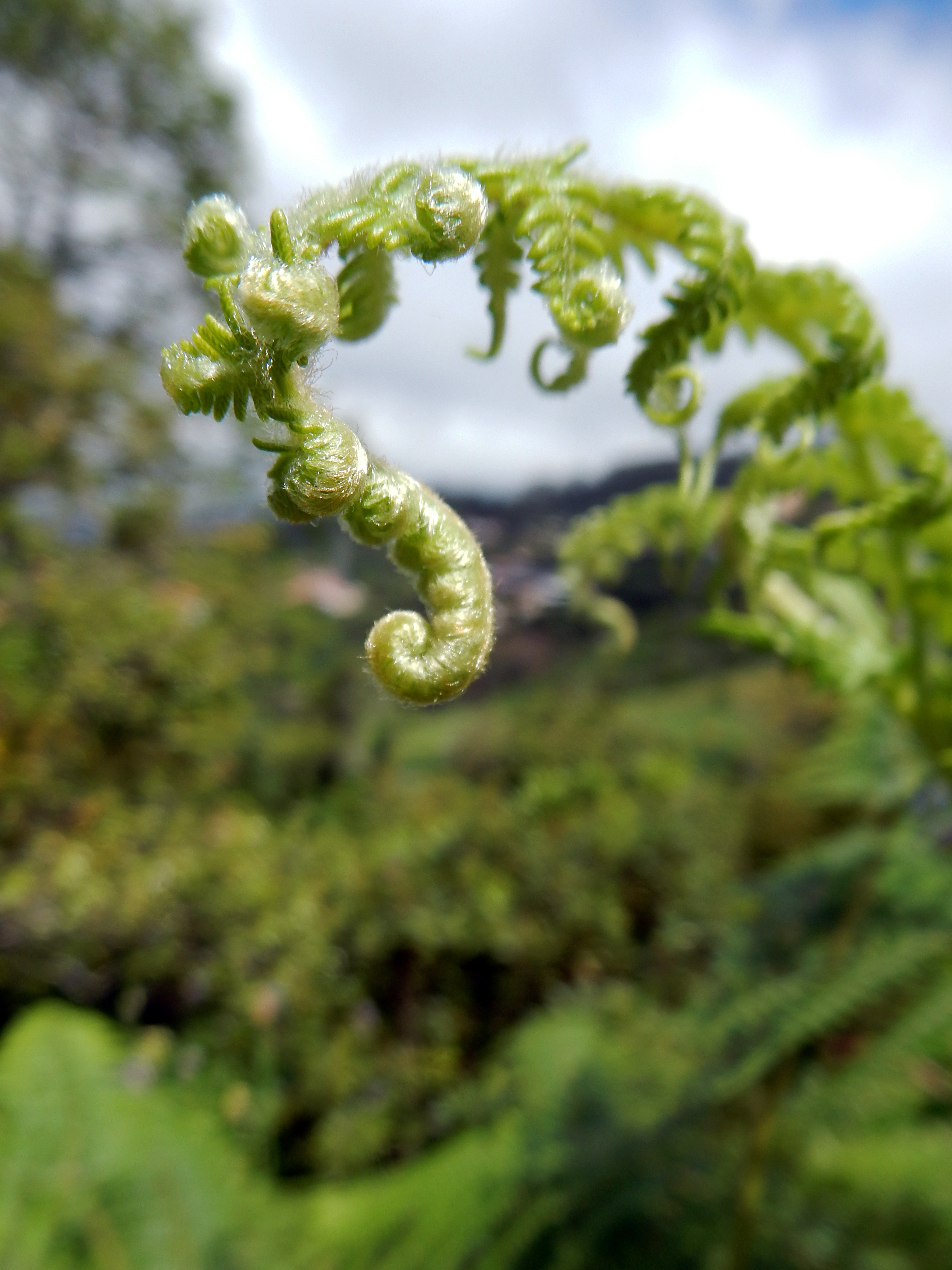 Madeira Flora Fern free image download