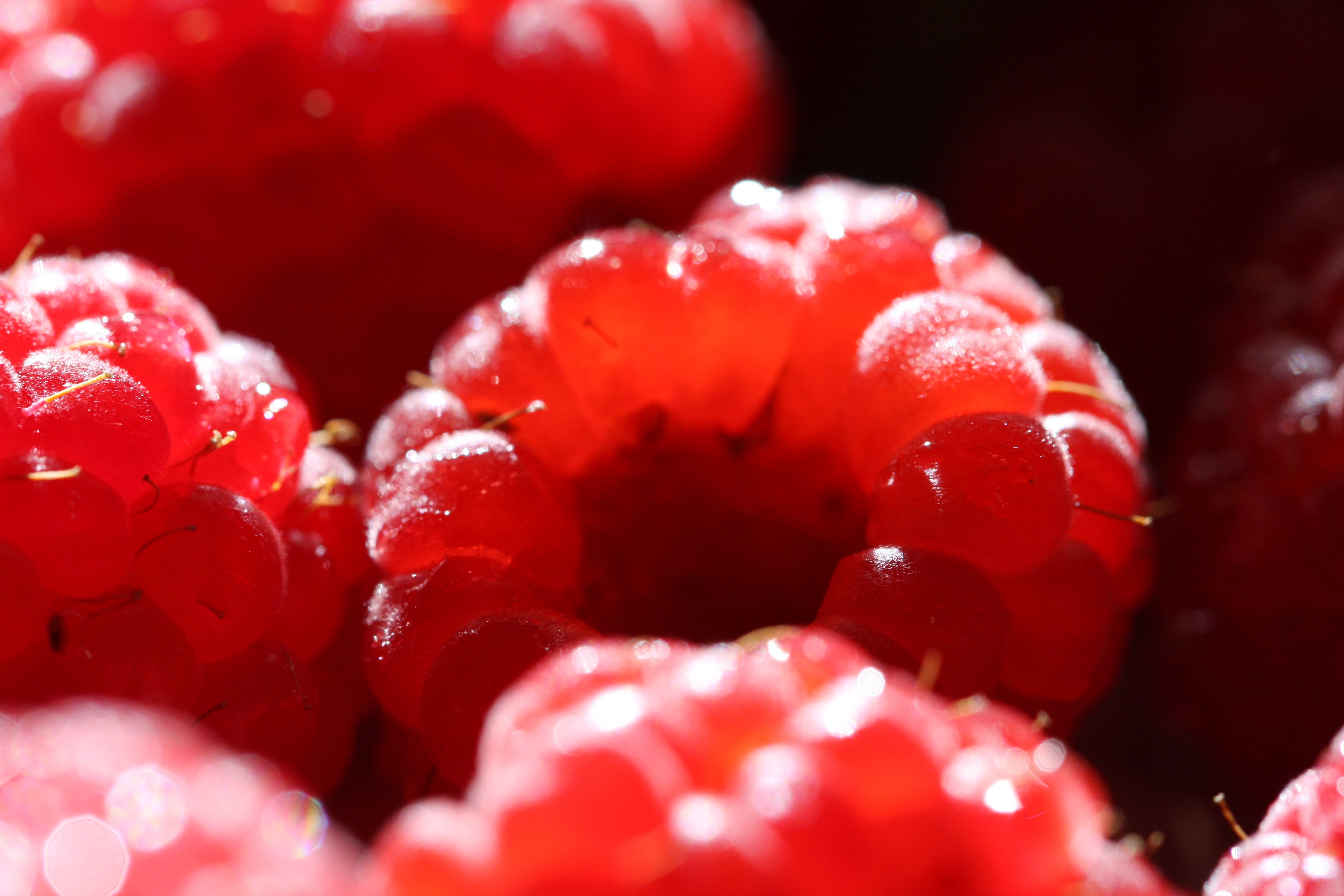Red ripe raspberries free image download