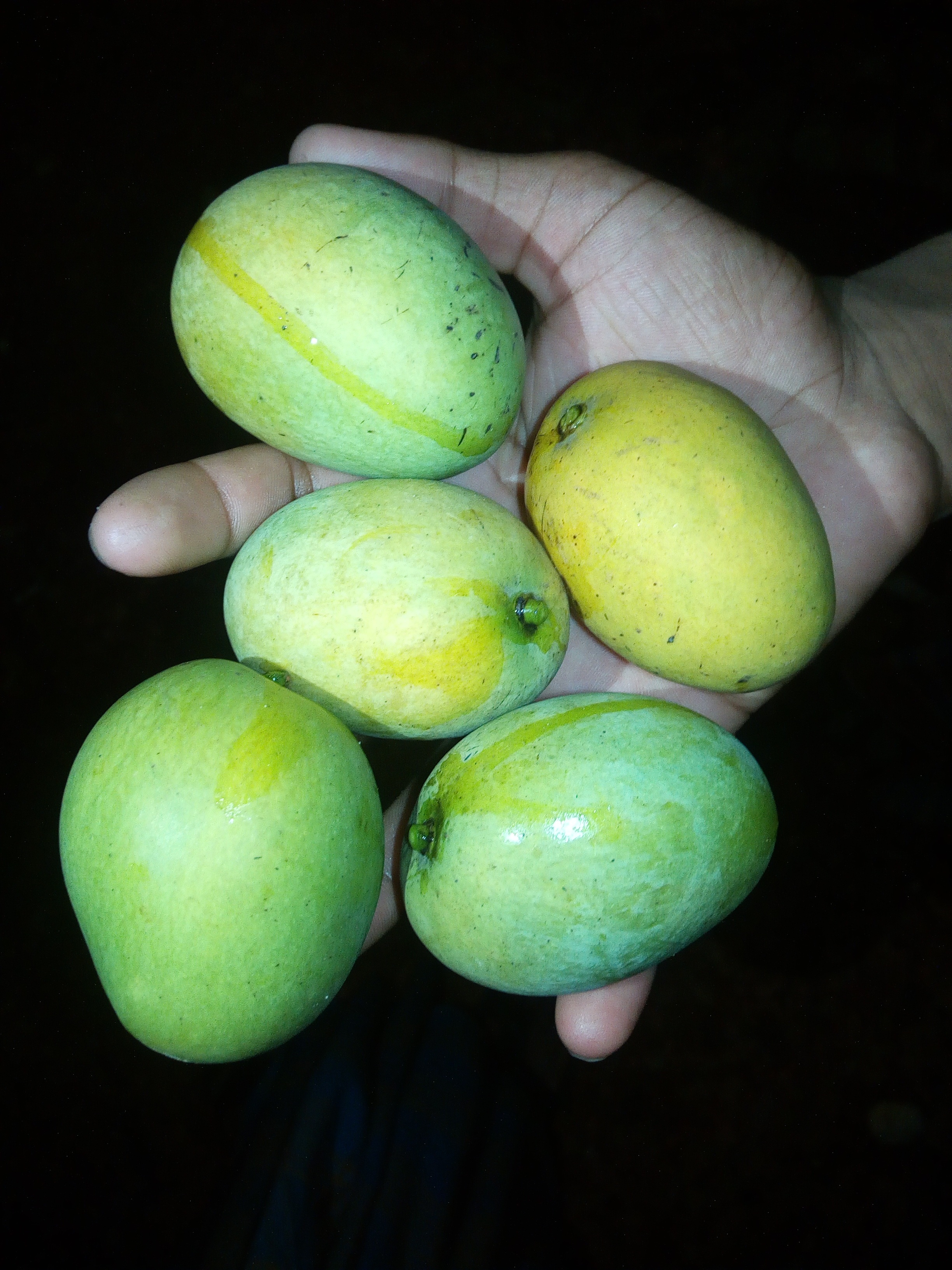 fresh <b>mangoes</b> in hand.